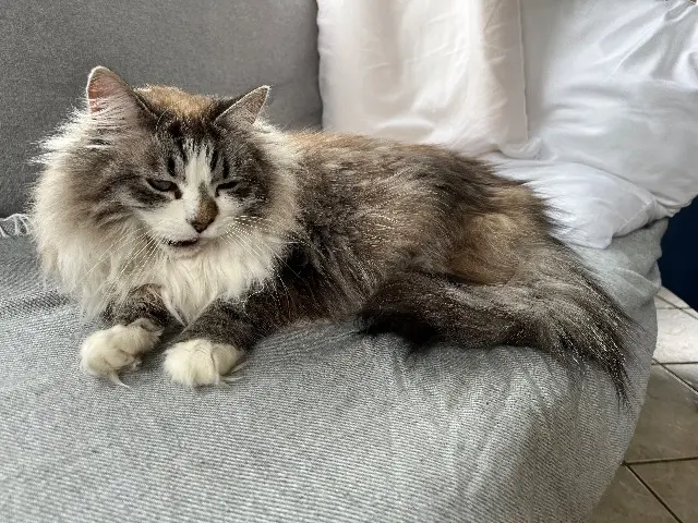 chat reunited   62360 Saint-Léonard Juke