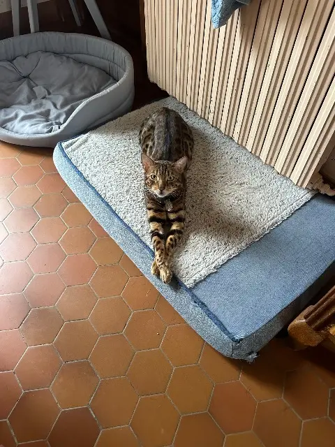 chat reunited   62170 Écuires JUNGLE