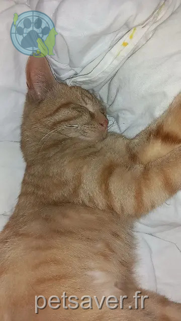kater reunited   62300 Lens Caramel