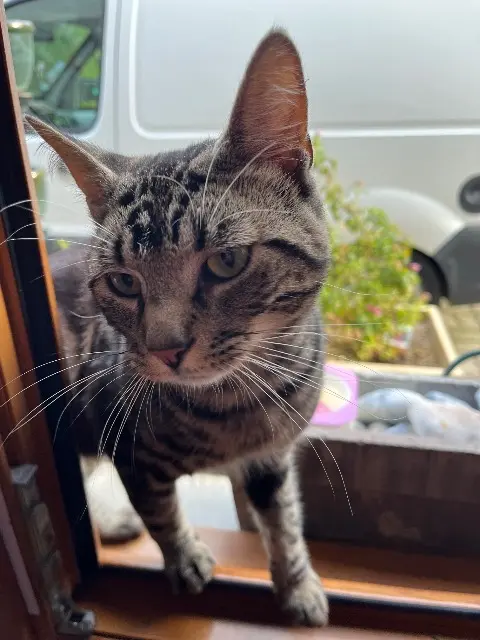 chat reunited   62100 Calais Leo