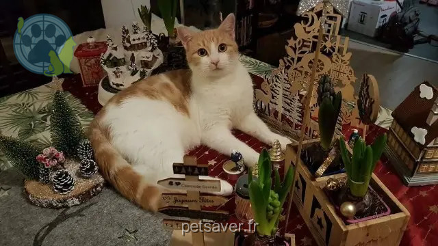 chat reunited   62152 Nesles Link