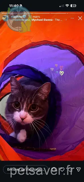 chat reunited   62200 Boulogne-sur-Mer Mallow