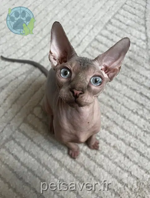 gatto reunited 62580 Neuvireuil Marcel