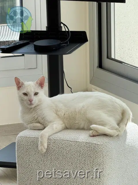 chat reunited   62520 Le Touquet-Paris-Plage Marcello