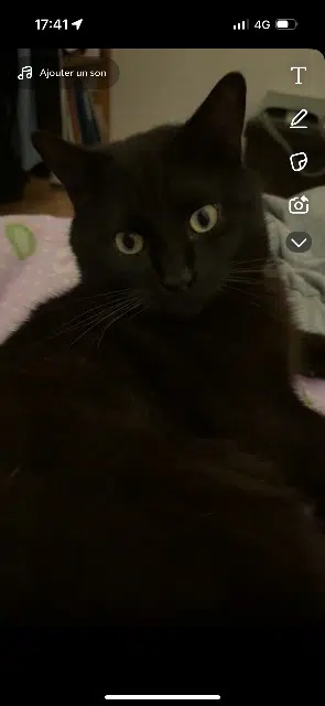 chat reunited   62530 Hersin-Coupigny Mario