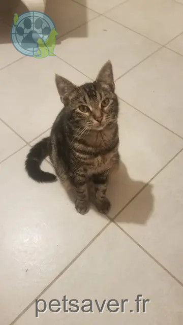 chat reunited 62690 Mingoval Moscou