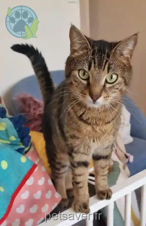 Chat Trouvé 62 Pas-de-Calais - Nougat Chat Trouvé 62 Pas-de-Calais - Nougat