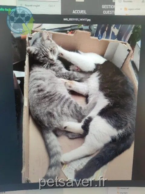 chat reunited   62320 Rouvroy Poilu