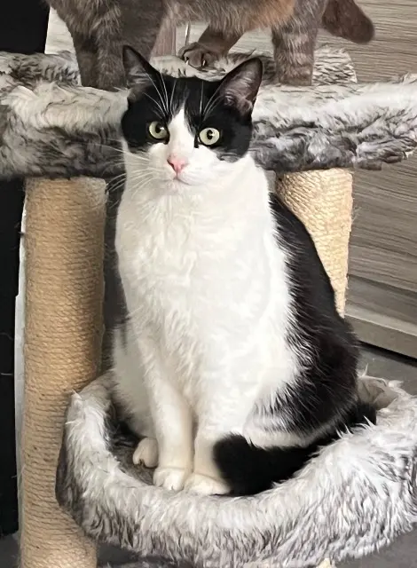 chat reunited   62138 Billy-Berclau Ramsès