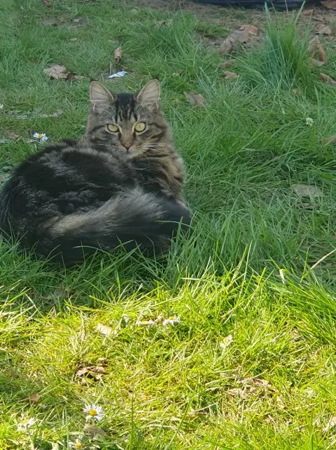 chat reunited   62420 Billy-Montigny Rio