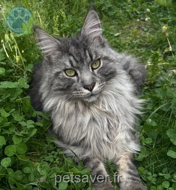 chat reunited 62120 Aire-sur-la-Lys Salem