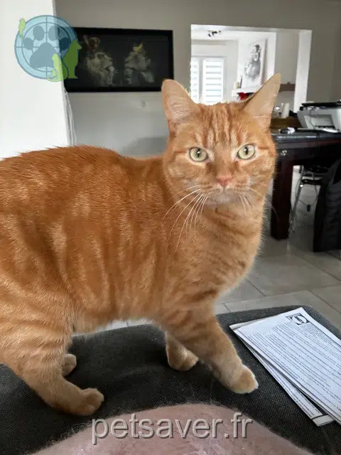 chat reunited   62540 Marles-les-Mines Spirou