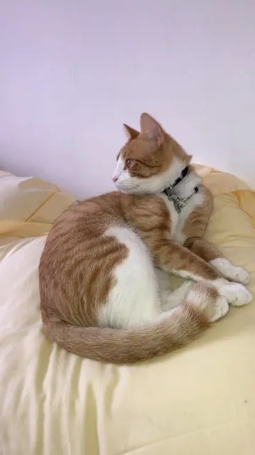 chat reunited   62110 Hénin-Beaumont Sushi