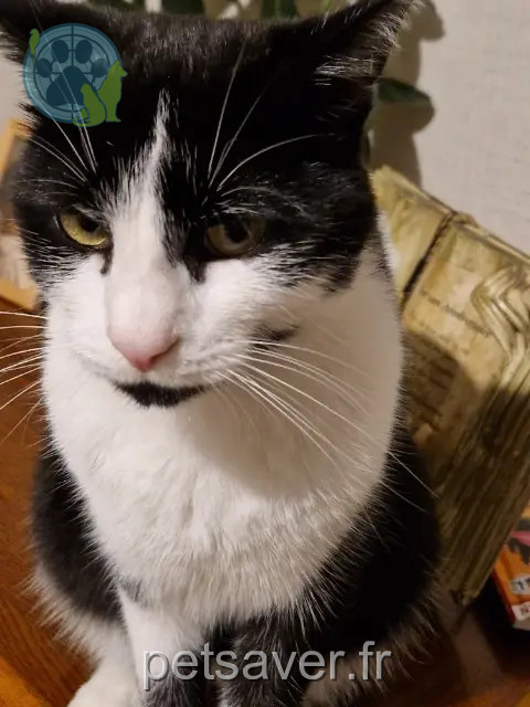 gato reunited 62111 Bienvillers-au-Bois TiC