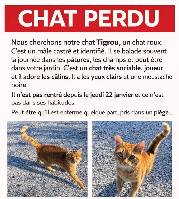 chat reunited   62120 Aire-sur-la-Lys Tigrou