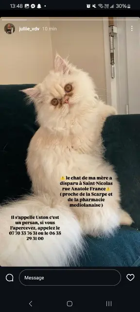 chat reunited   62223 Saint-Nicolas Uston