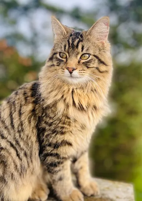 chat reunited   62164 Ambleteuse Vegas