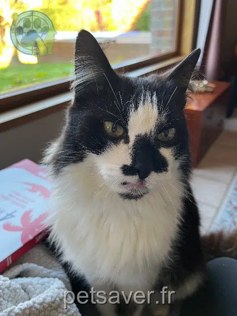 chat reunited 62138 Billy-Berclau Ziggy