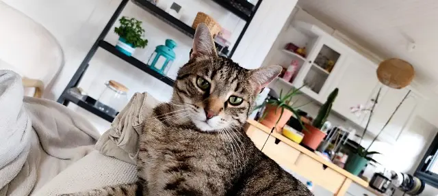 chat reunited   63140 Châtel-Guyon Argo