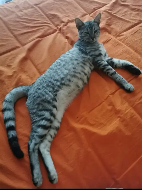 chat reunited   63670 La Roche-Blanche Arsène