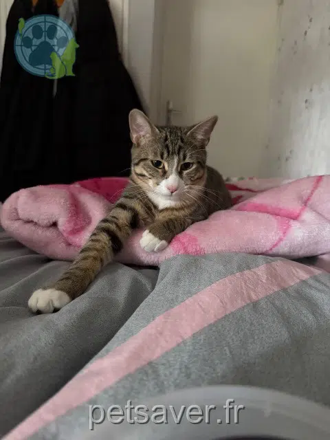 chat reunited 63510 Aulnat Aslan