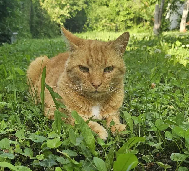 chat reunited   63114 Montpeyroux Bingo