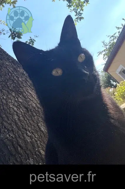 chat reunited   63300 Thiers Bony