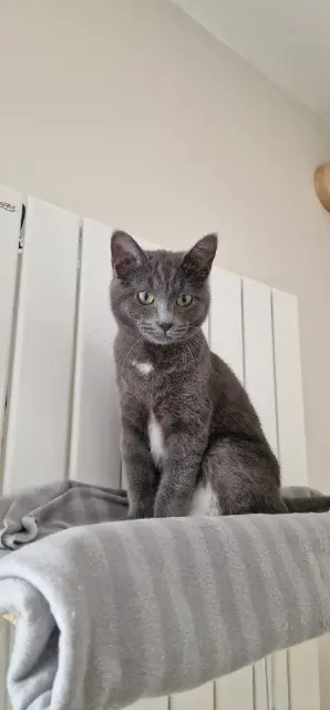 chat reunited    Clermont-Ferrand Adso