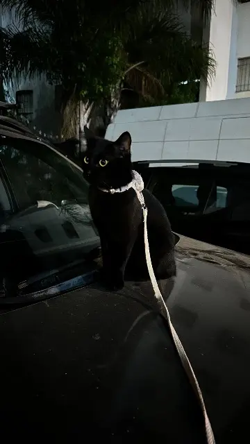 chat reunited    Clermont-Ferrand Keyran