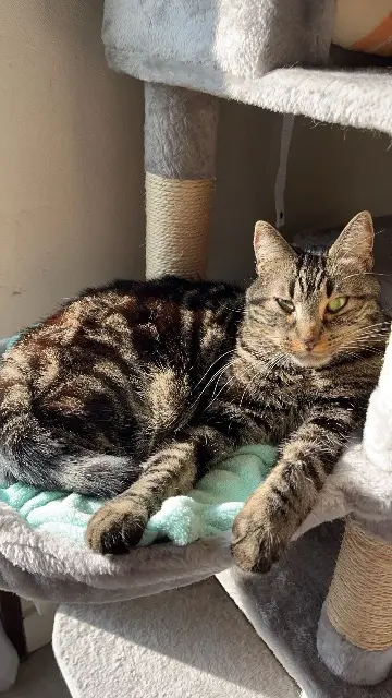 chat reunited    Clermont-Ferrand Mimi