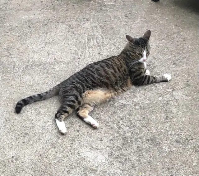 chat reunited    Clermont-Ferrand Prince