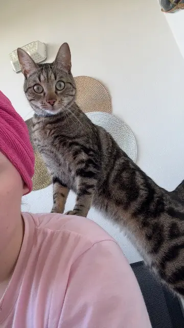 chat reunited    Clermont-Ferrand Smocky