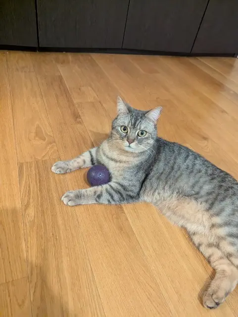 chat reunited    Clermont-Ferrand Pablo