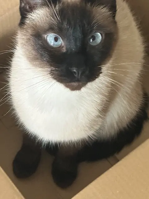 chat reunited    Clermont-Ferrand Pioupiou