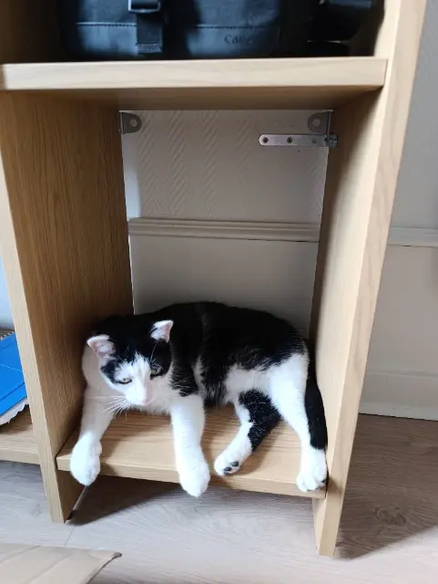 chat reunited    Clermont-Ferrand Pitchou