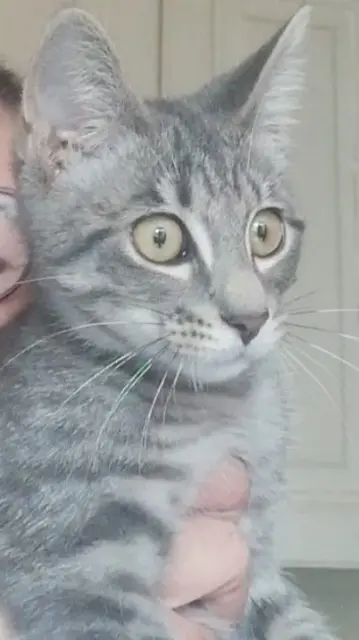 chat reunited    Clermont-Ferrand Réglisse