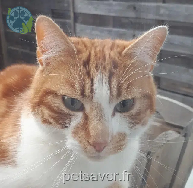chat reunited   63720 Chappes Cookie