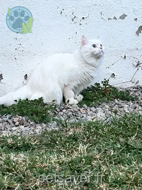 chat reunited   63360 Gerzat Gigi