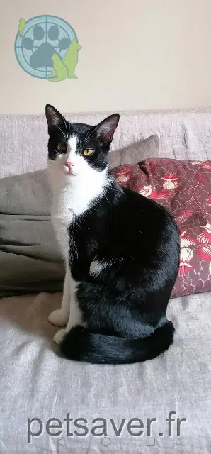 chat reunited   63830 Durtol Gus