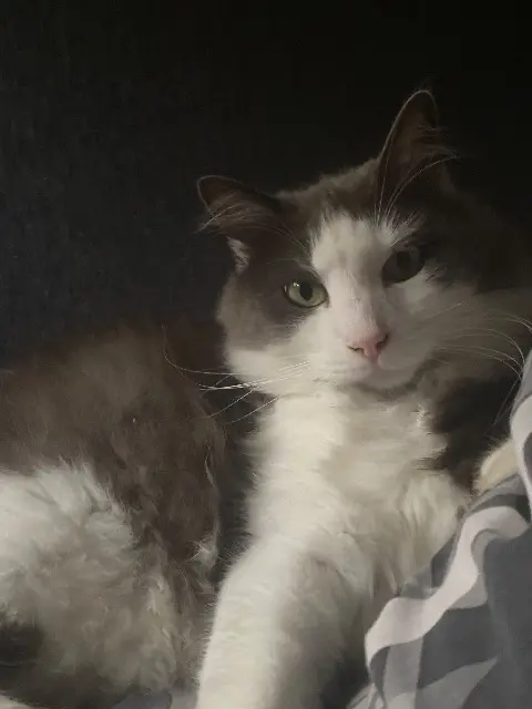 chat reunited   63430 Pont-du-Château Kawaï