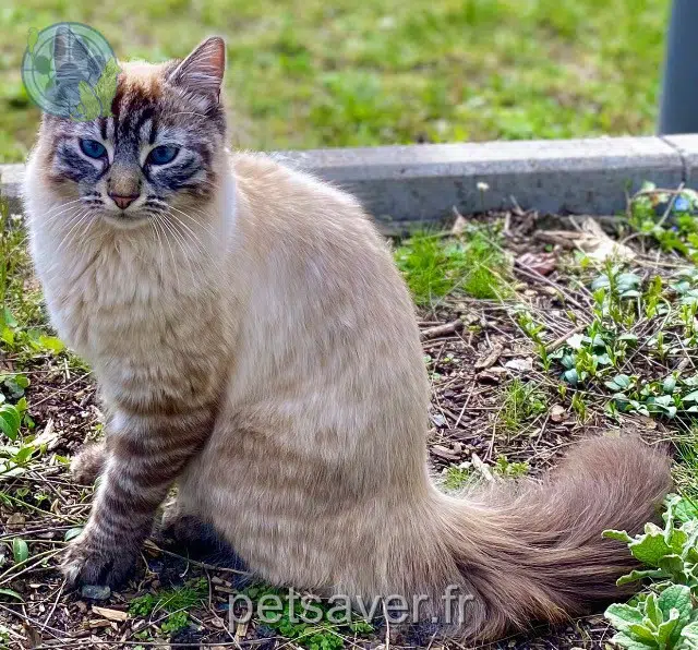 chat reunited 63400 Chamalières Leopold