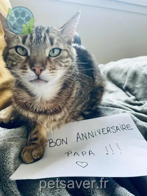 chat reunited 63540 Romagnat Loki