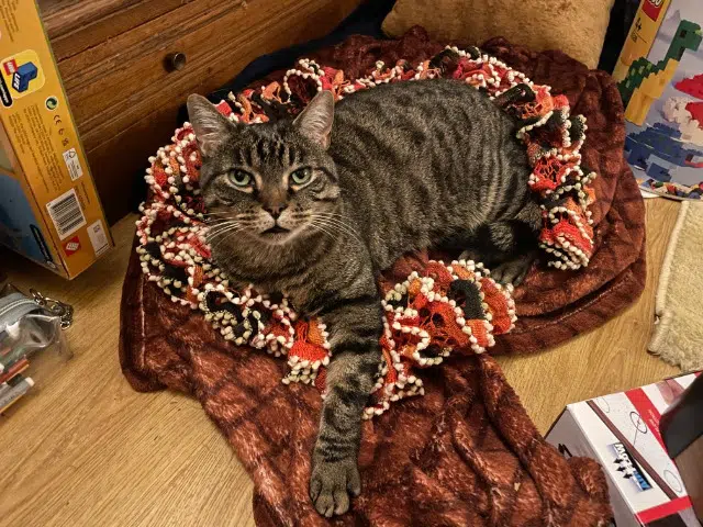 chat reunited   63830 Nohanent Manouch