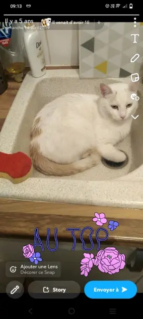 chat reunited   63200 Gimeaux Mike