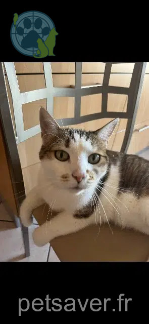 chat reunited   63500 Issoire Minus