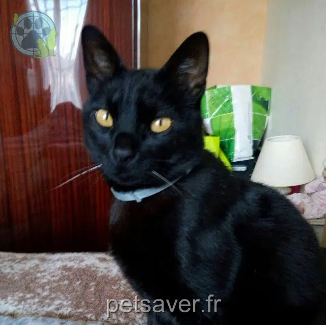 chat reunited   63170 Aubière Mitxi