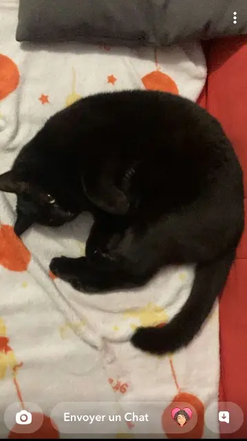 chat reunited   63230 Pulvérières Neskuik