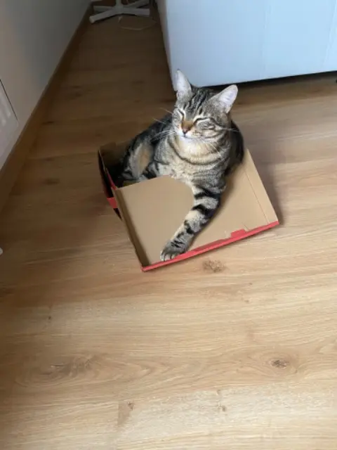 chat reunited   63370 Lempdes Noopy