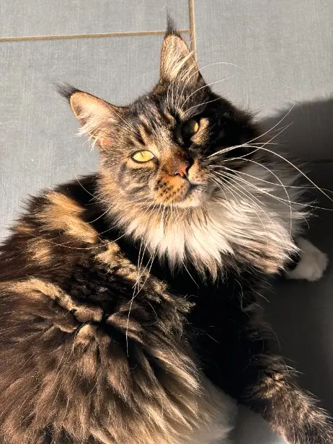 chat reunited   63730 Mirefleurs Pacha