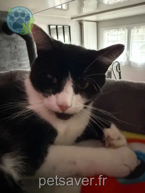 chat reunited   63670 Le Cendre Pinceau